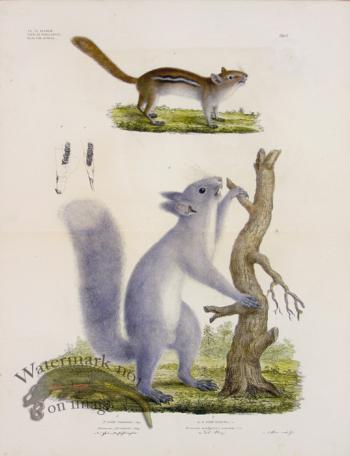 Goldfuss Eastern Chipmunk and Red Squirrel